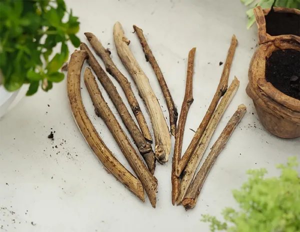 Brown_Wooden_Pomegranate_Sticks_Pens_In_Original_Form_Of_Stem_(Anar_Ki_Kalam_8_To_10_Sticks_Original)
