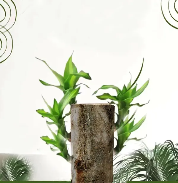 Wood_Lucky_Wood_Live_Plant_Lucky_Brazilwood_Potted_Plant_|_Healthy_Indoor_Live,Lucky_Brazilian_Wood_Plant_For_Living_Room_|_Feng_Shui_Plant_(Pack_Of_1_No_Other_Item)