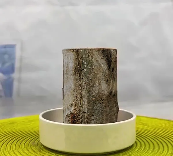 Wood_Lucky_Wood_Live_Plant_Lucky_Brazilwood_Potted_Plant_|_Healthy_Indoor_Live,Lucky_Brazilian_Wood_Plant_For_Living_Room_|_Feng_Shui_Plant_(Pack_Of_1_No_Other_Item)