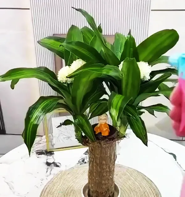 Wood_Lucky_Wood_Live_Plant_Lucky_Brazilwood_Potted_Plant_|_Healthy_Indoor_Live,Lucky_Brazilian_Wood_Plant_For_Living_Room_|_Feng_Shui_Plant_(Pack_Of_1_No_Other_Item)