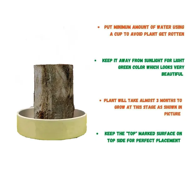 Wood_Lucky_Wood_Live_Plant_Lucky_Brazilwood_Potted_Plant_|_Healthy_Indoor_Live,Lucky_Brazilian_Wood_Plant_For_Living_Room_|_Feng_Shui_Plant_(Pack_Of_1_No_Other_Item)