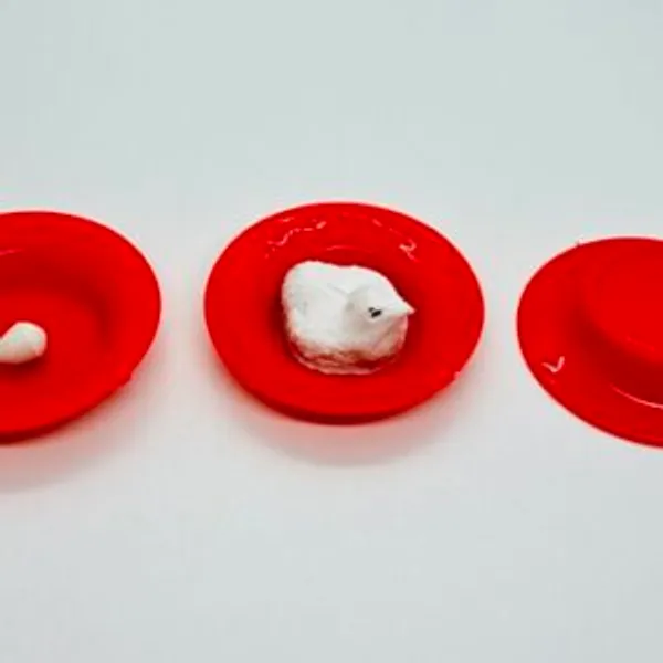 EGG_TO_HEN_MAGIC_PLATES_TRICK_(RED)_/_EGG_SURPRISE_MAGIC_TRICK_/_EGG_HATCHARY_MAGIC