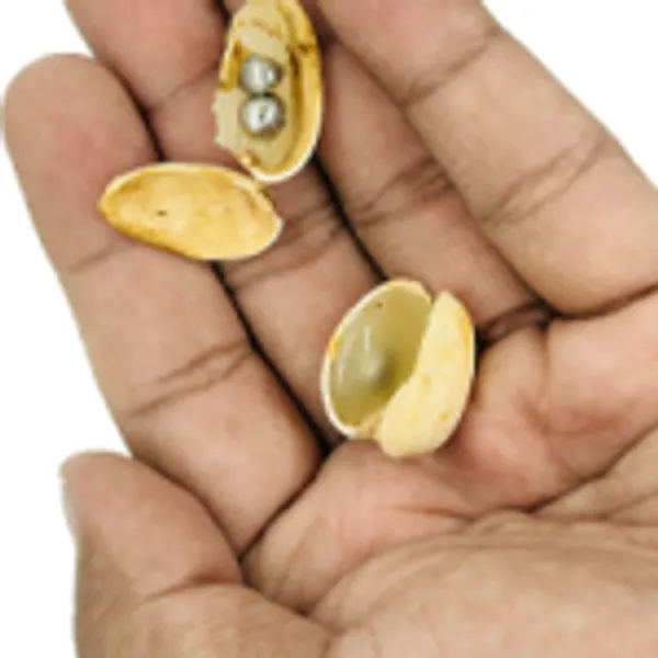 PISTACHIO_PENETRATION_MAGIC_TRICK
