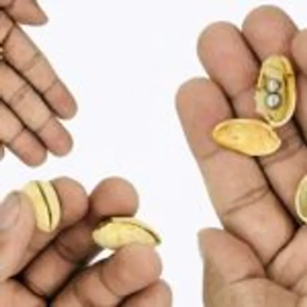 PISTACHIO_PENETRATION_MAGIC_TRICK