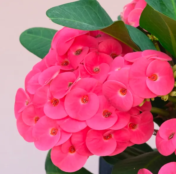 Euphorbia_Plant_(Hybrid)