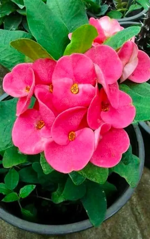Euphorbia_Plant_(Hybrid)