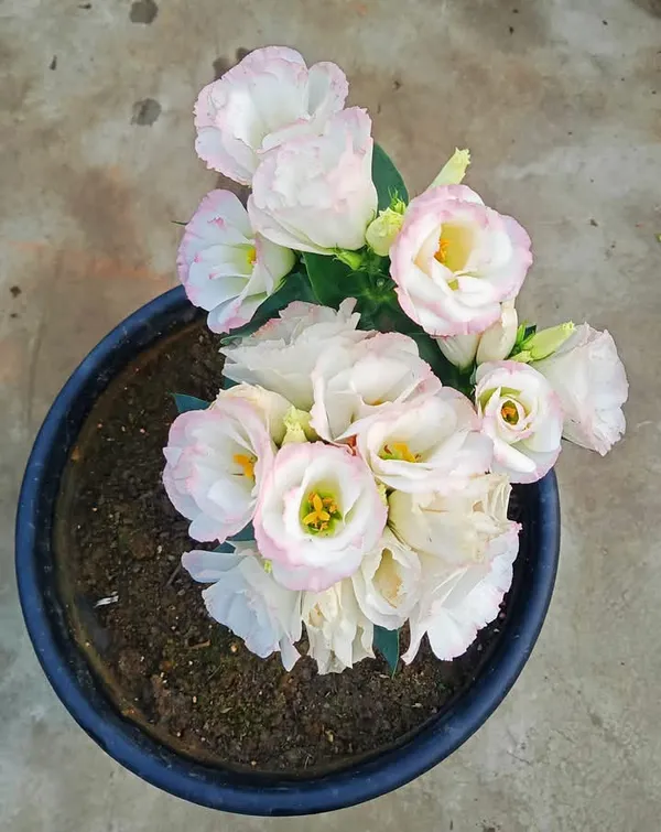 Pink_&_White_Lisianthus_Flower_Plant