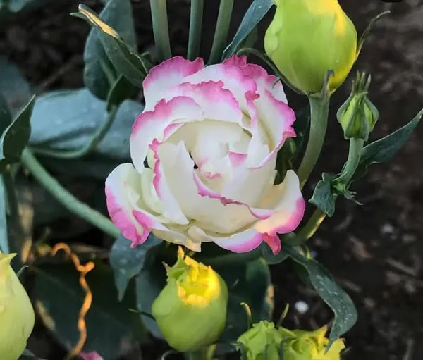 Pink_&_White_Lisianthus_Flower_Plant