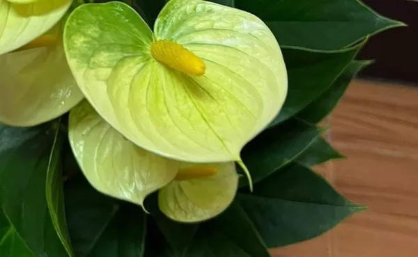 Anthurium_Plant_For_Your_Home_And_Garden_Area
