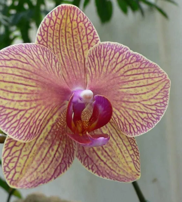 Orchid_Plant_(Hybrid)