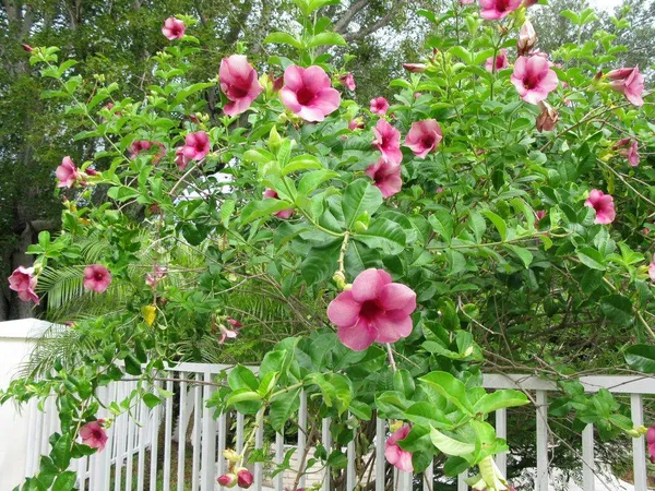 Light_Pink_Allamanda_Flower_Plant_|_For_Home_Garden