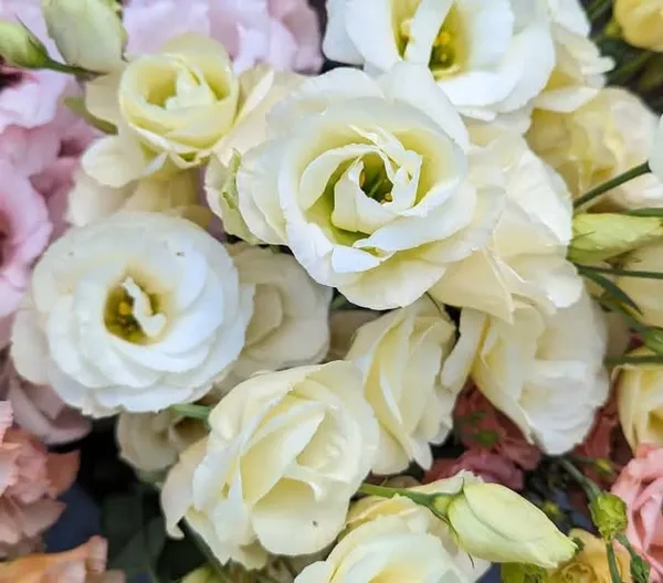 Light_Yellow_Lisianthus_Flower_Plant_|_For_Home_Garden