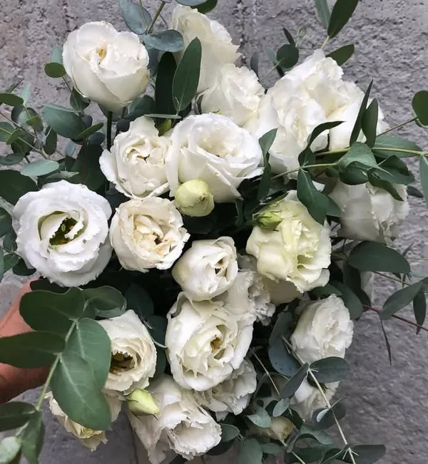 Light_Yellow_Lisianthus_Flower_Plant_|_For_Home_Garden