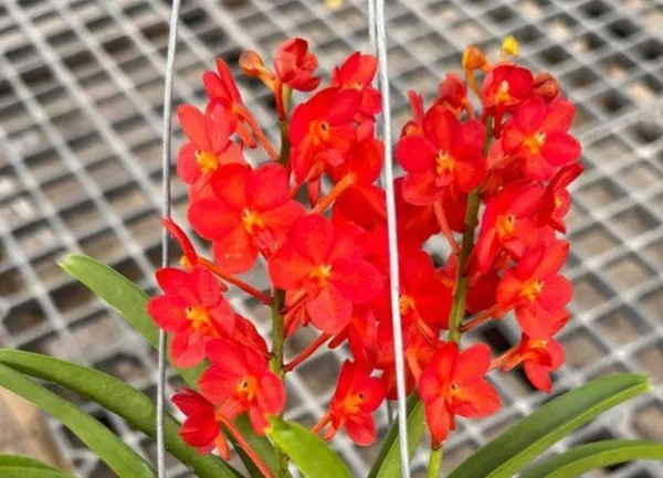 Orchid_Plant_(Hybrid)