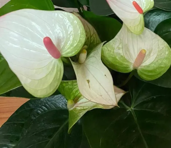Anthurium_Plant_For_Your_Home_And_Garden_Area
