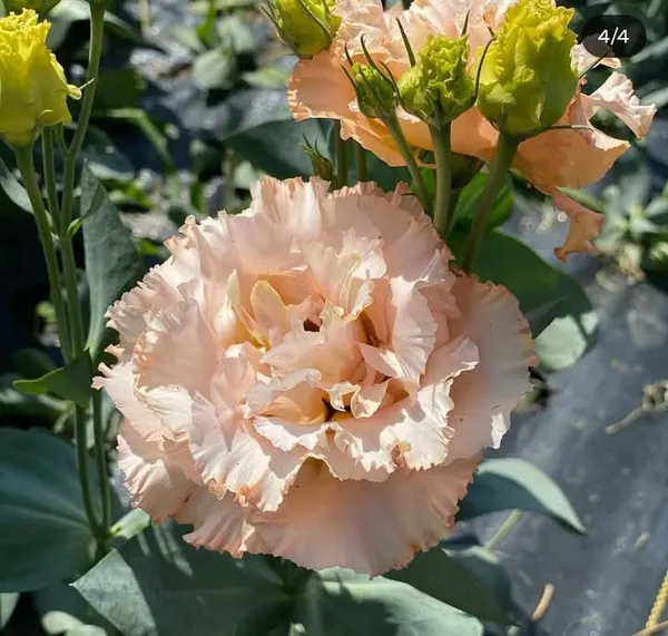 Peach_Lisianthus_Flower_Plant