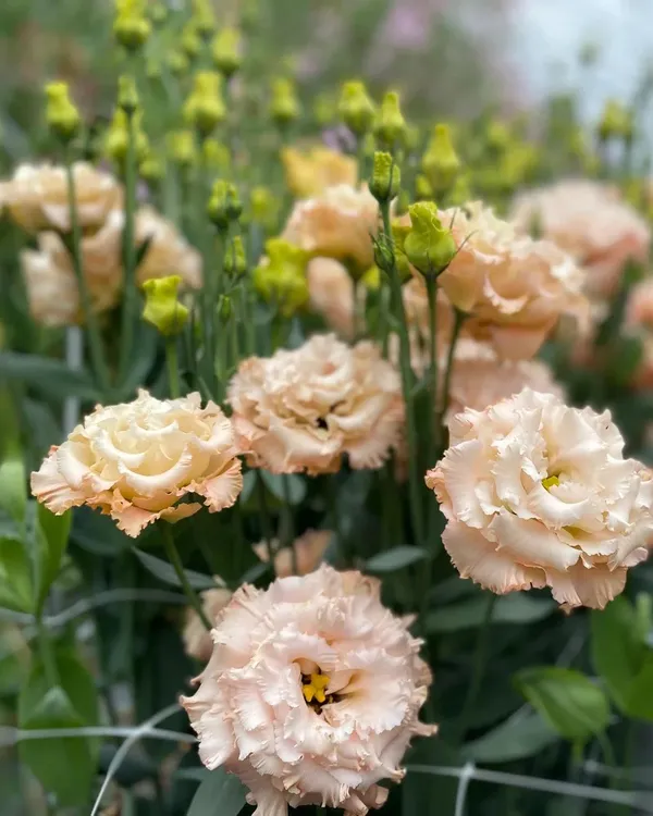 Peach_Lisianthus_Flower_Plant