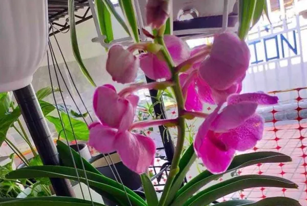 Orchid_Plant_(Hybrid)