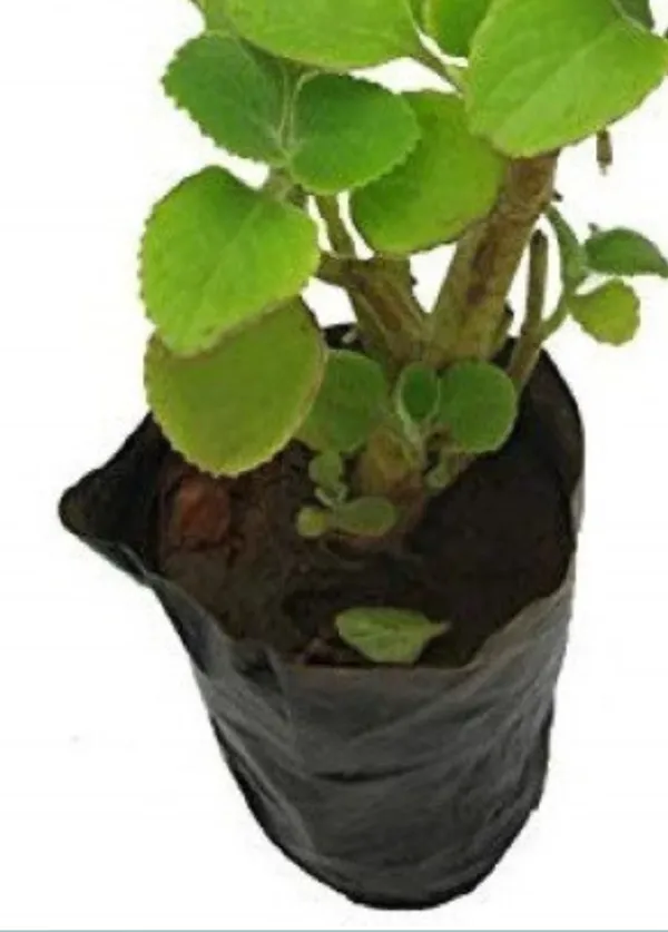 Ajwain_Plant_(Hybrid)