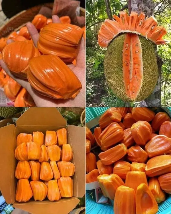 Jack_Fruit_Plant_(Hybrid)