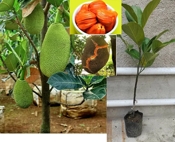 Jack_Fruit_Plant_(Hybrid)
