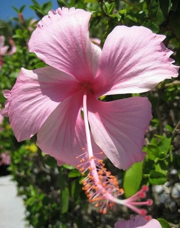 Hibiscus_Plant_(Hybrid)