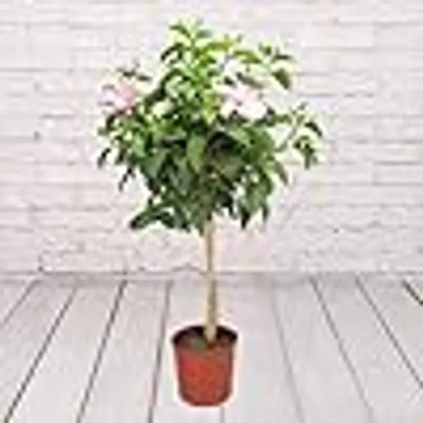 Hibiscus_Plant_(Hybrid)