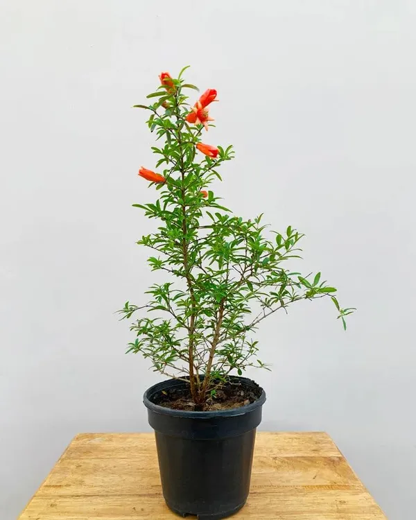 Thai_Pomegranate_All_Time_Baramasi_Plant_&_Tree_(Hybrid)