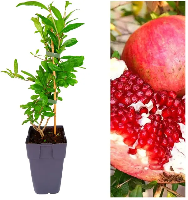 Thai_Pomegranate_All_Time_Baramasi_Plant_&_Tree_(Hybrid)