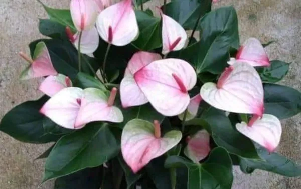 Anthurium_Plant_For_Your_Home_And_Garden_Area