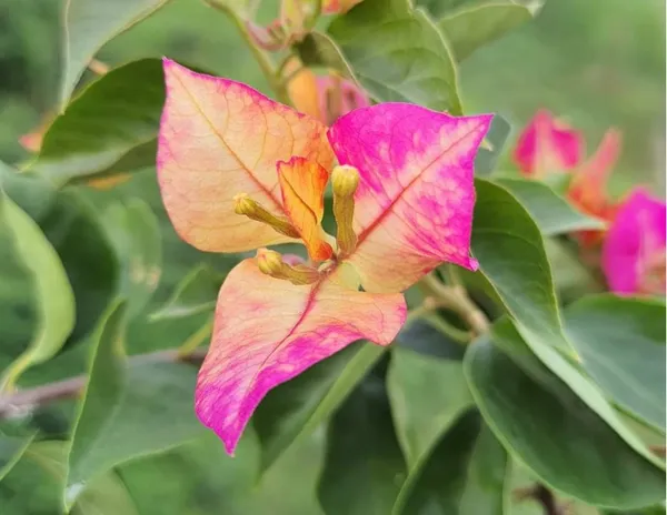 Bougainvillea_Plant_(Hybrid)