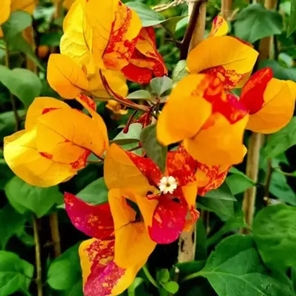 Adarna_Bougainvillea_Flowering_Plant_|_For_Home_Garden