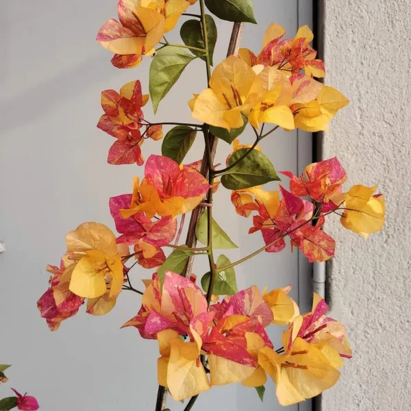 Adarna_Bougainvillea_Flowering_Plant_|_For_Home_Garden