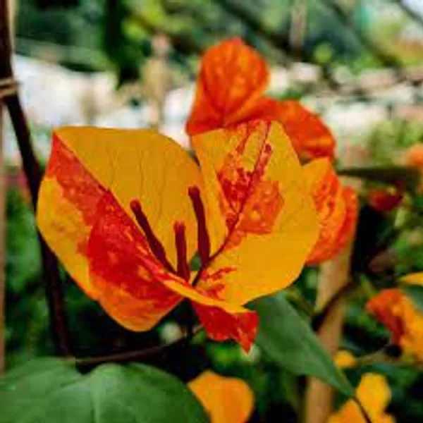 Adarna_Bougainvillea_Flowering_Plant_|_For_Home_Garden