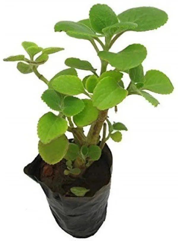Ajwain_Plant_(Hybrid)