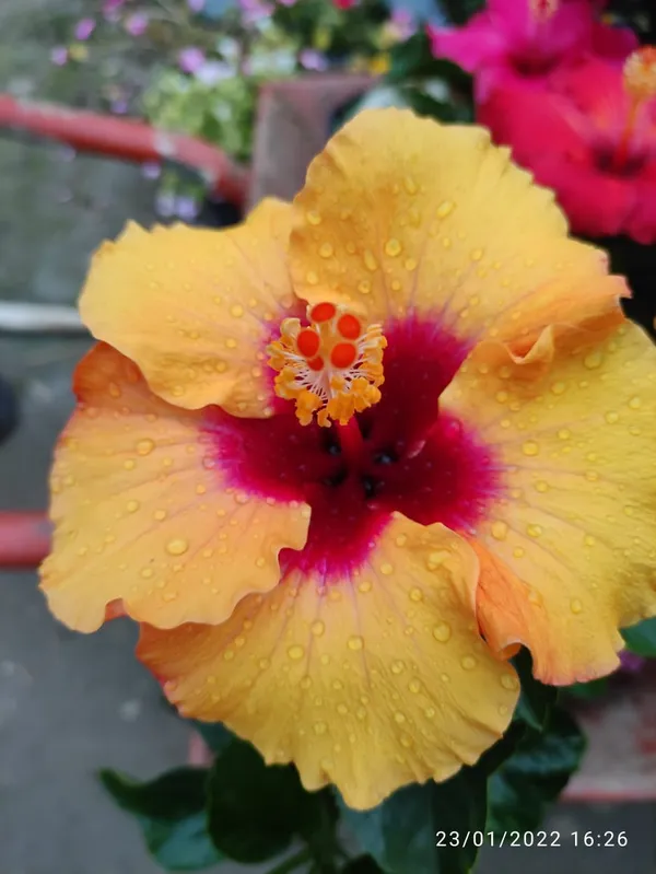 Australian_Hibiscus_Plant_For_Your_Home_And_Garden_Area