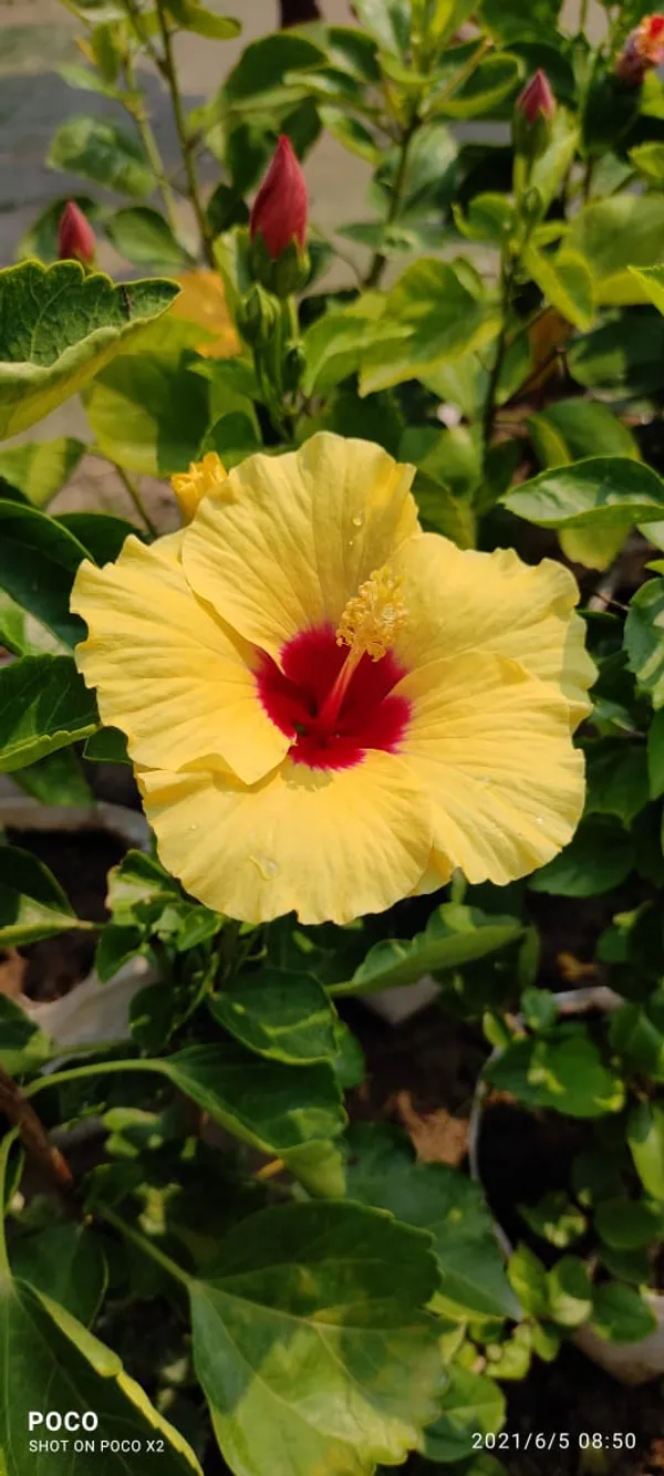 Australian_Hibiscus_Plant_For_Your_Home_And_Garden_Area