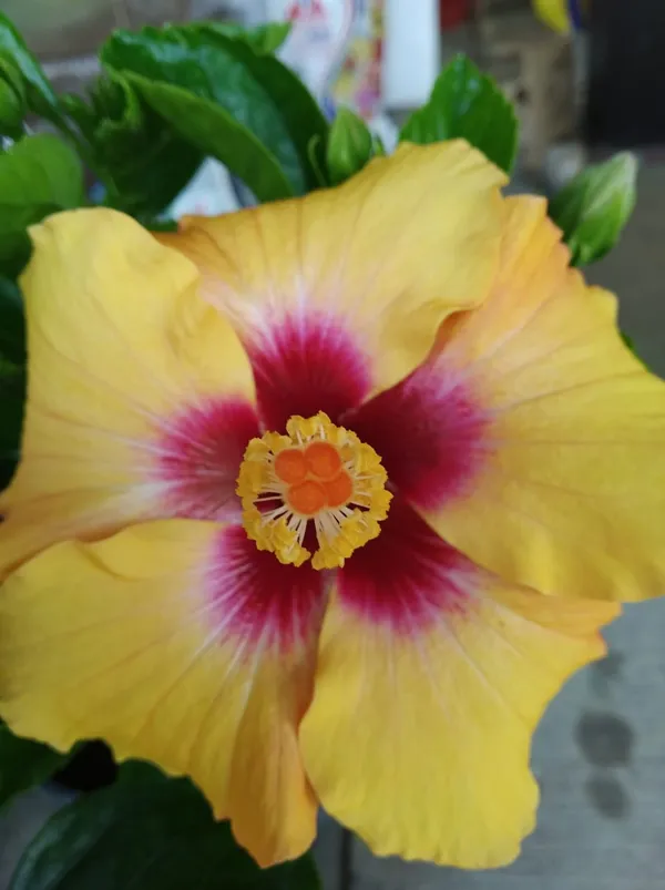 Australian_Hibiscus_Plant_For_Your_Home_And_Garden_Area