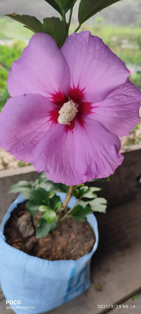 Australian_Hibiscus_Plant_For_Your_Home_And_Garden_Area