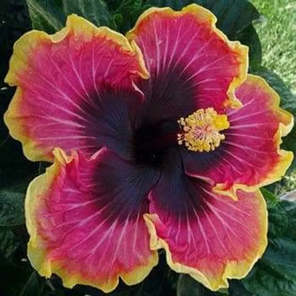 Australian_Hibiscus_Plant_|_For_Home_Garden