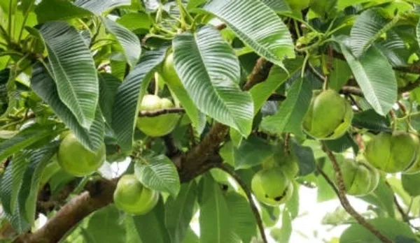 Elephant_Apple_Plant_(Hybrid)