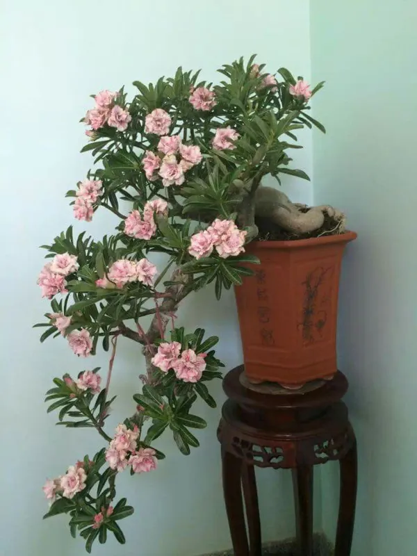 Combo_Of_6_Hybrid_Adenium_Rose_Variety_Plants_|_For_Home_Garden