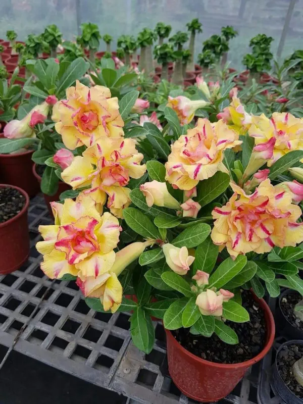 Combo_Of_6_Hybrid_Adenium_Rose_Variety_Plants_|_For_Home_Garden