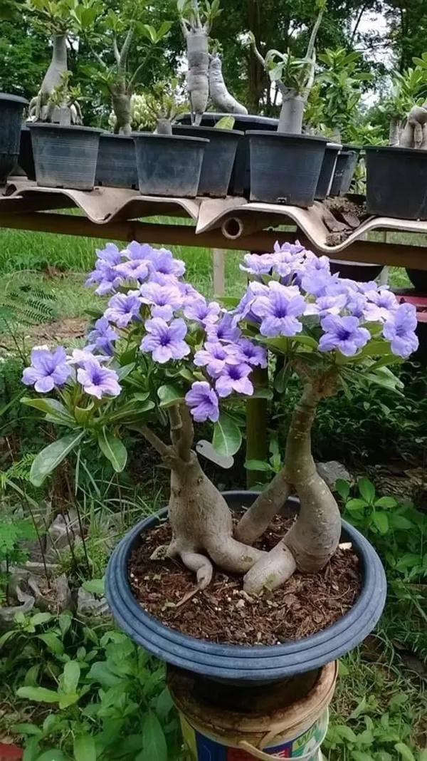 Combo_Of_6_Hybrid_Adenium_Rose_Variety_Plants_|_For_Home_Garden