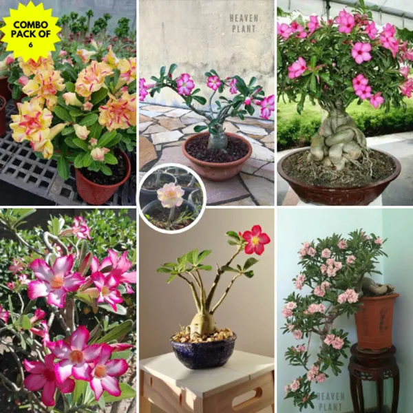 Combo_Of_6_Hybrid_Adenium_Rose_Variety_Plants_|_For_Home_Garden