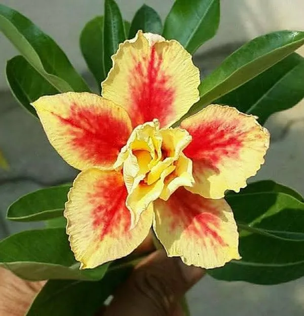 Grafted_Adenium_Plant_|_For_Home_Garden