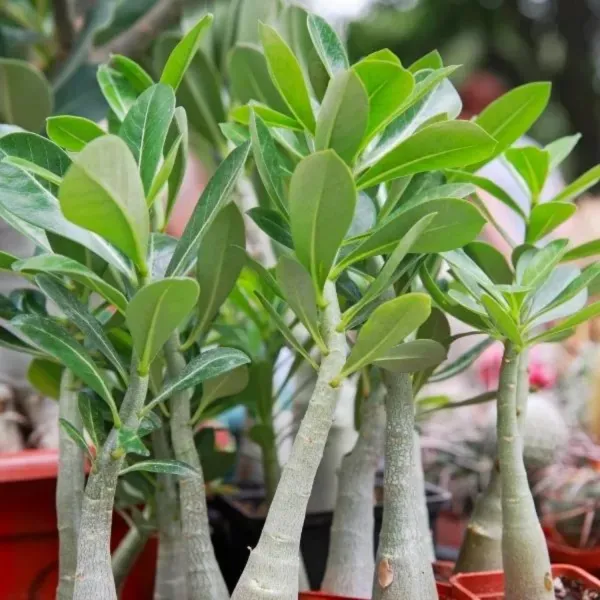 Grafted_Adenium_Plant_|_For_Home_Garden