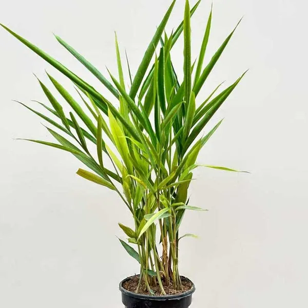 Elaichi/_Cardamom_Plant_(Hybrid)