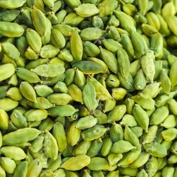 Elaichi/_Cardamom_Plant_(Hybrid)