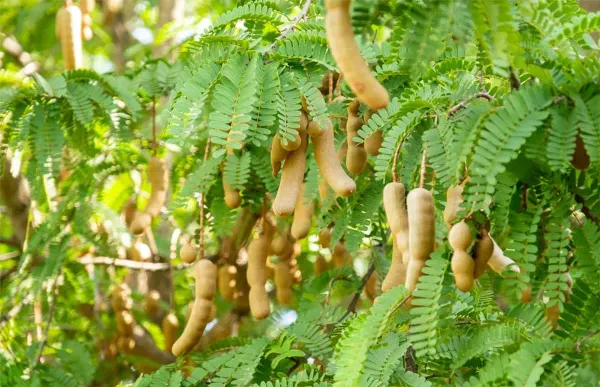 All_Time_Sweet_Tamarind_Plant_Hybrid_Plant